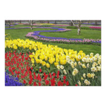 Tulips, Grape Hyacinth, and Daffodils,