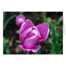 Tulips Greeting Card