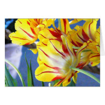Tulips Greeting Cards