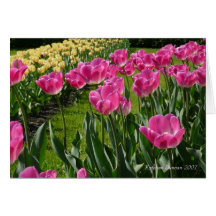 Tulips Greeting Cards