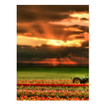 Tulips In The Sunset Postcard