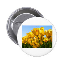 Tulips.jpg Pin