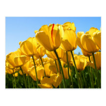 Tulips.jpg Postcards