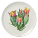Tulips Just Opening Dinner Plates