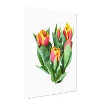Tulips Just Opening Gallery Wrap Canvas