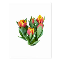 Tulips Just Opening Post Cards