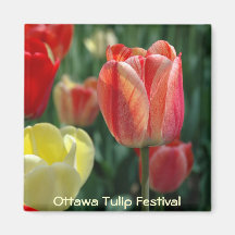 Tulips Magnet