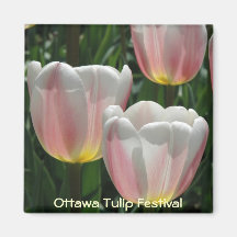 Tulips Magnet