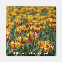 Tulips Magnet