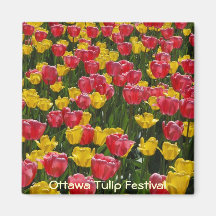 Tulips Magnet