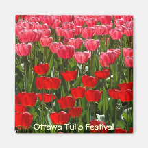 Tulips Magnets