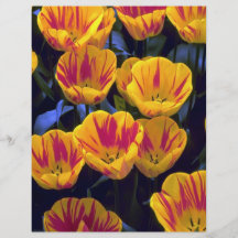 Tulips, Olympic Flame, Keukenhof Gardens, Netherla Flyer