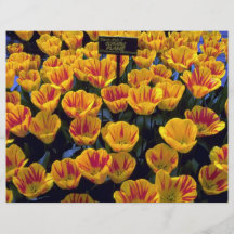 Tulips, Olympic Flame, Keukenhof Gardens, Netherla Full Color Flyer