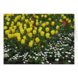 tulips, pansies, daisies cards