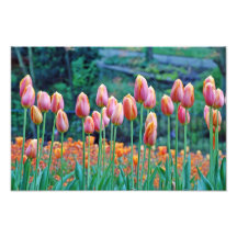 Tulips Photo Art
