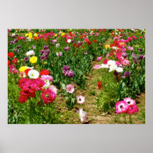 Tulips & Poppies Posters