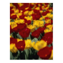 Tulips Post Card