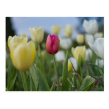 Tulips Post Cards