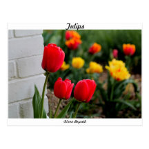 Tulips Post Cards