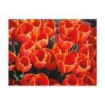 Tulips Postcard