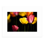 Tulips postcard