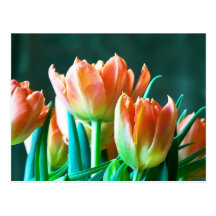 Tulips Postcard