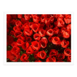 Tulips Postcards