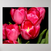 Tulips Poster