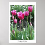 Tulips Poster