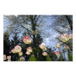 Tulips Reaching Photo Print