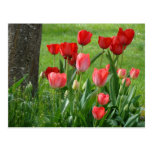 TULIPS RED TULIP FLOWERS Cards Art Gifts Post Card