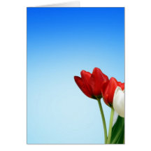 Tulips Red White Spring Aesthetics Aesthetic Card