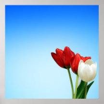 Tulips Red White Spring Aesthetics Aesthetic Posters