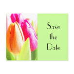 Tulips Save the date postcards