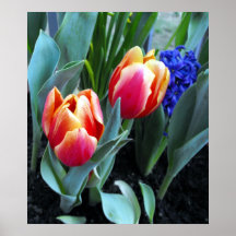 Tulips Spring-09 Print