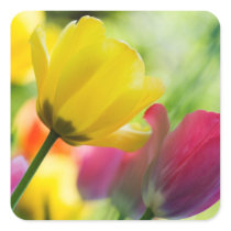 Tulips sticker