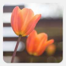 Tulips sticker