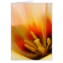 TULIPS TULIP FLOWERS 31 Cards Art Gifts