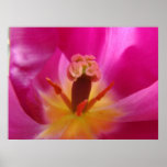 TULIPS Tulip Flowers Art Prints Posters Canvas