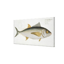 Tuna (Scomber Thynnus) plate LV from 'Ichthyologie canvas prints