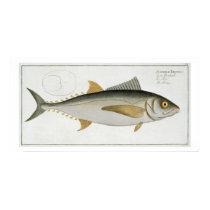 Tuna (Scomber Thynnus) plate LV from 'Ichthyologie posters
