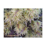 Tundra Moss, Unalaska Island