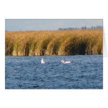 Tundra Swans Cards