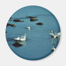 Tundra Swans on Water Fridge Magnet