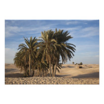Tunisia, Sahara Desert, Douz, Great Dune, palm