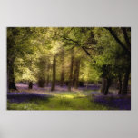 Tunnel de jacinthe des bois posters