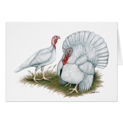 Turkey:  Beltsville Small White Card by diane_jacky