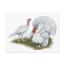 Turkey:  Beltsville Small White Post Card