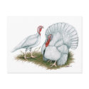 Turkey:  Beltsville Small White postcards