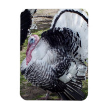 Turkey  Premium Magnet